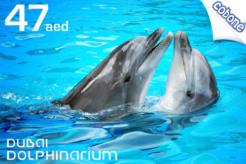 Exciting Illusion Show at Dubai Dolphinarium