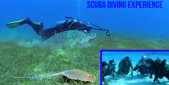 2 Hour Scuba Dive Experience
