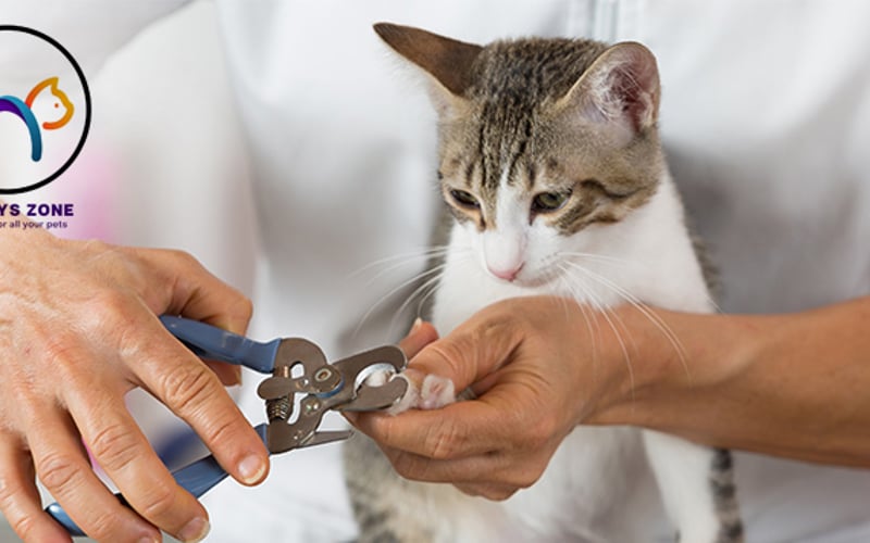 Pet Grooming Services at Kittys Zone From AED 89 Only! Cobone