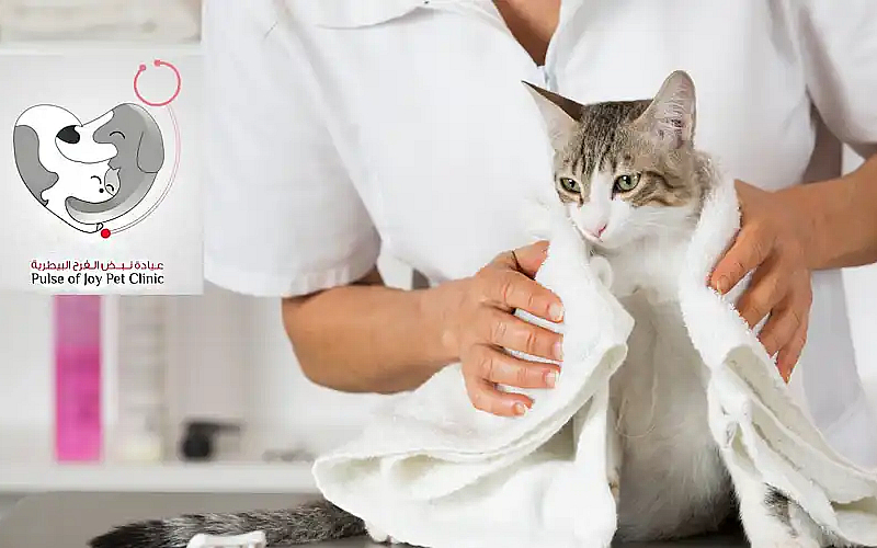 Cat Grooming Near Pet Mobile Grooming Services Mobile Cat Cat