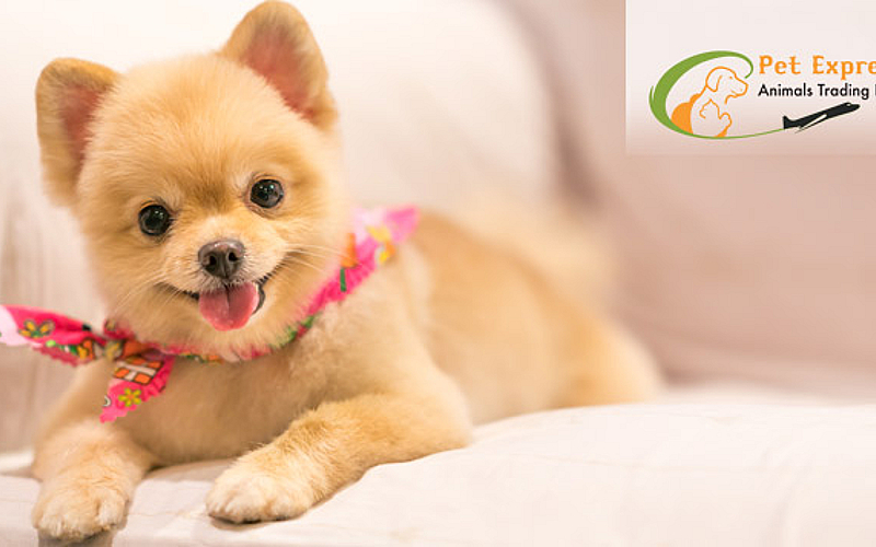 Pet Boarding Pet Express Grooming Abu Dhabi Cat Grooming Van Pet