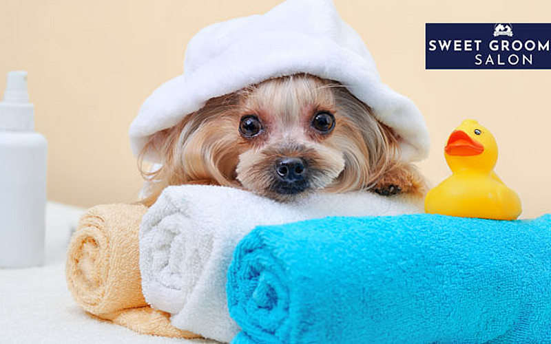 Over 50% Discount on Pet Grooming, Sweet Grooming Pet Salon, Abu