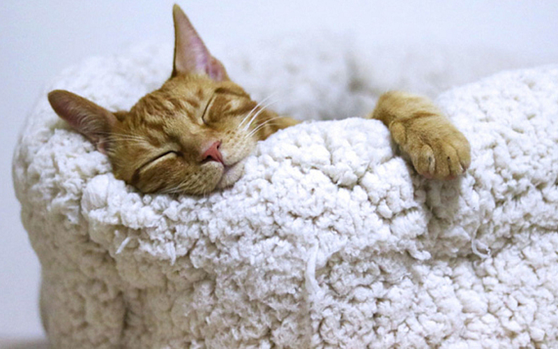 Cat Boarding Weekend Dog Boarding Cat Boarding Business Top