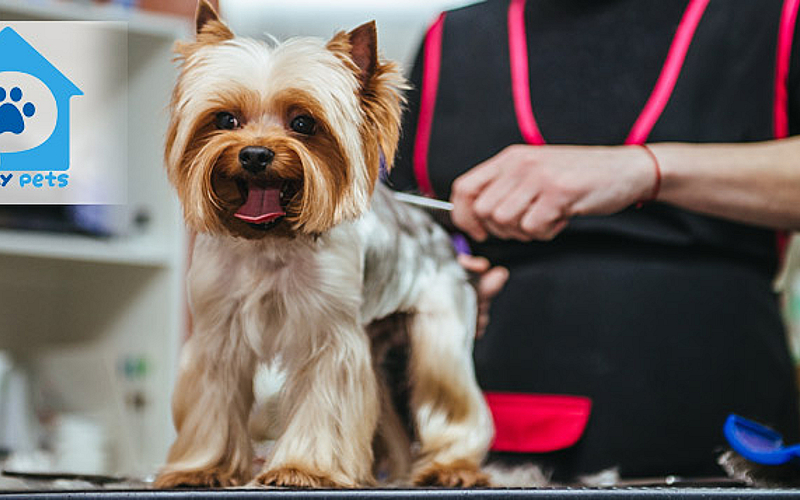 Full Grooming For Your Cat or Dog From AED 89 Family Pets