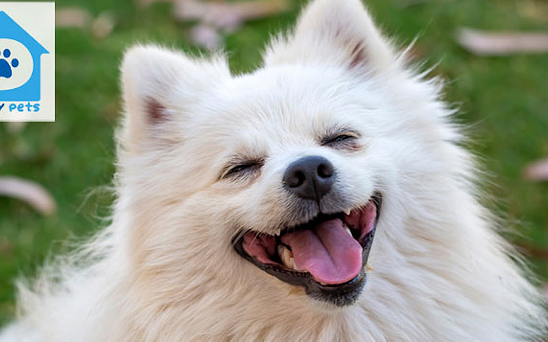Family Pets Trading