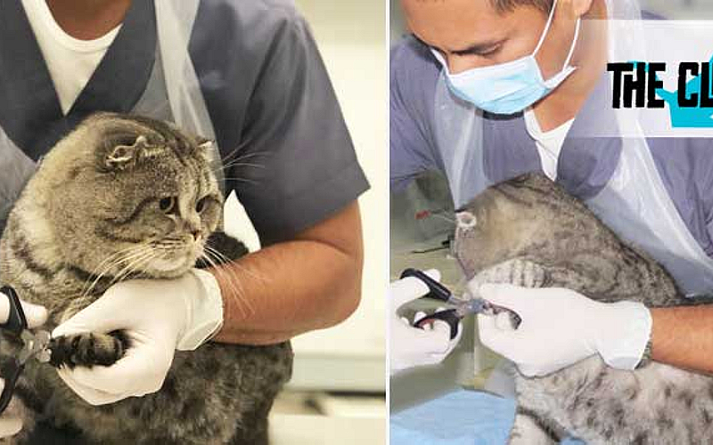 Checkup, deworming and more