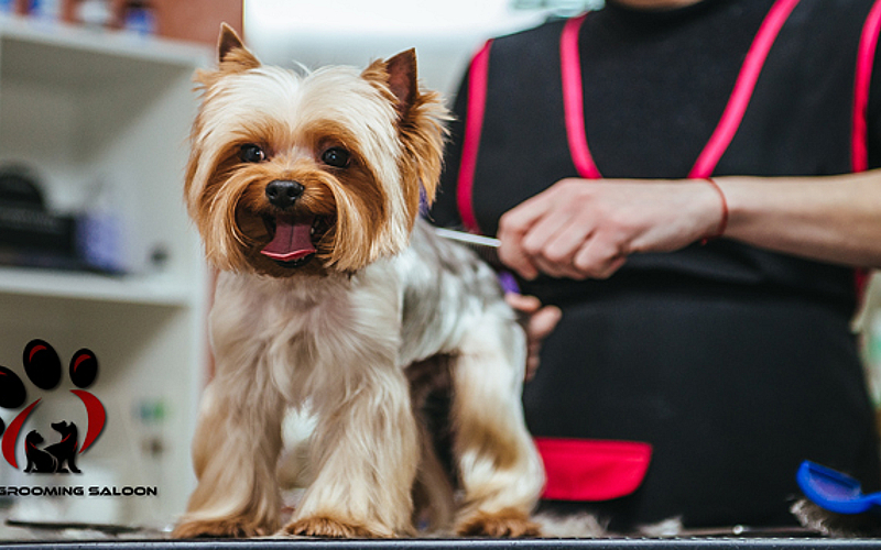 VIP Spa Services for Pets at VIP Pets Grooming Salon from AED 75