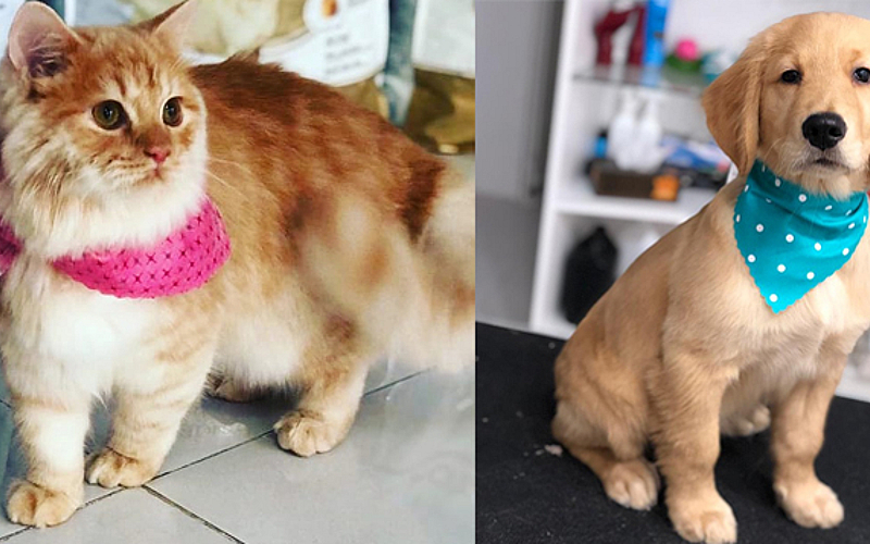 Pet Groomers Pampered Paws Brooklyn Grooming Salon Cat Spa Near Me