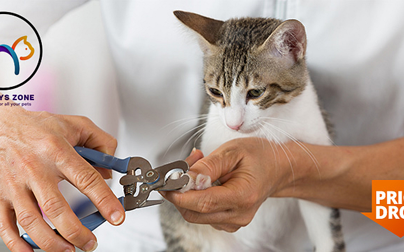 Pet Grooming Services at Kittys Zone From AED 75 Only! Cobone Offers