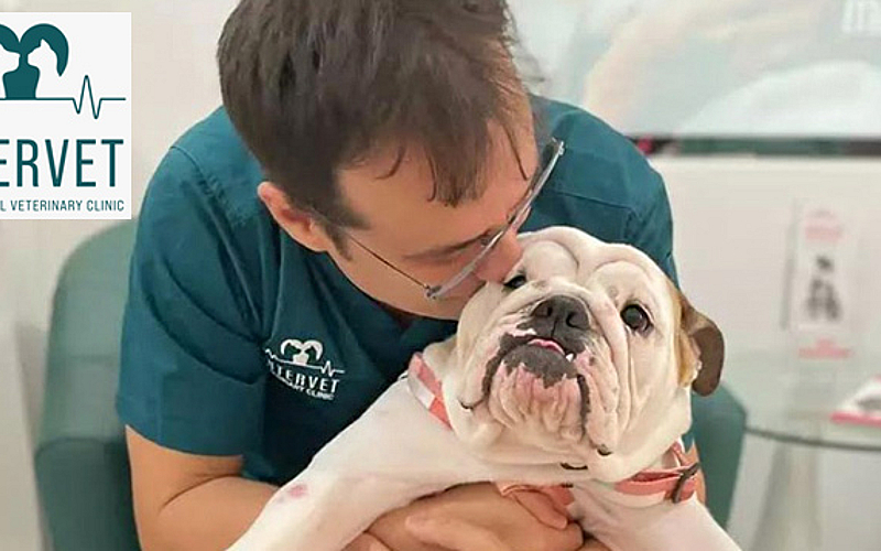 Dog Microchip Petvet Microchip Vaccinations Vip Petcare Clinic