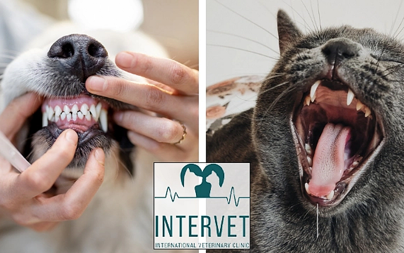 Valid for cats & dogs!