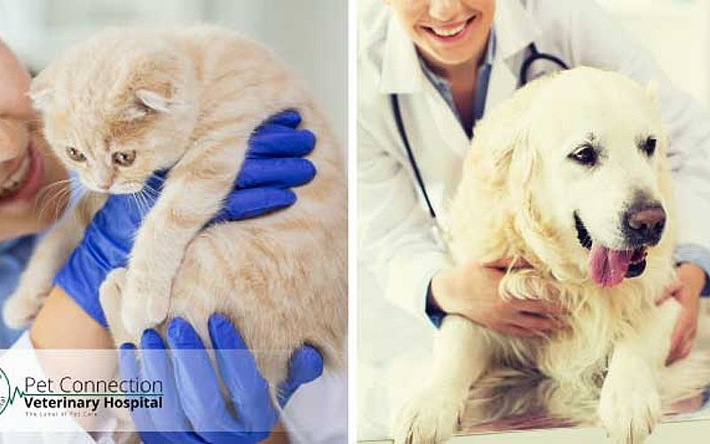 Pet Connection Veterinary Clinic, Al Barsha