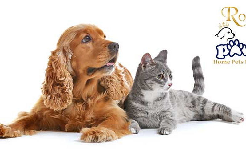 Pet Daycare and Boarding at Royal Paws Cobone Offers