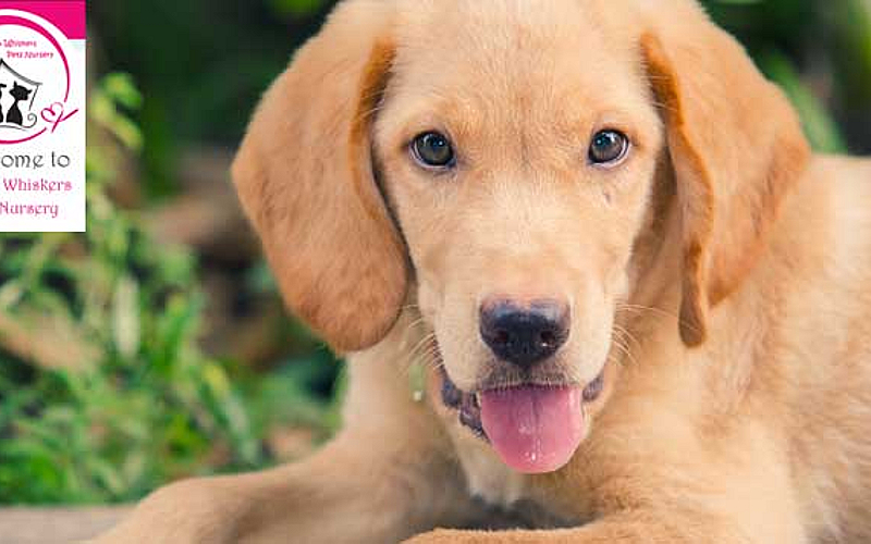Up to 1 Month Day boarding for cats and dogs