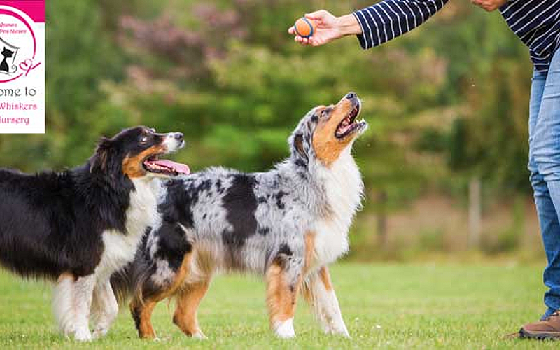 Obedience or toilet training for dogs