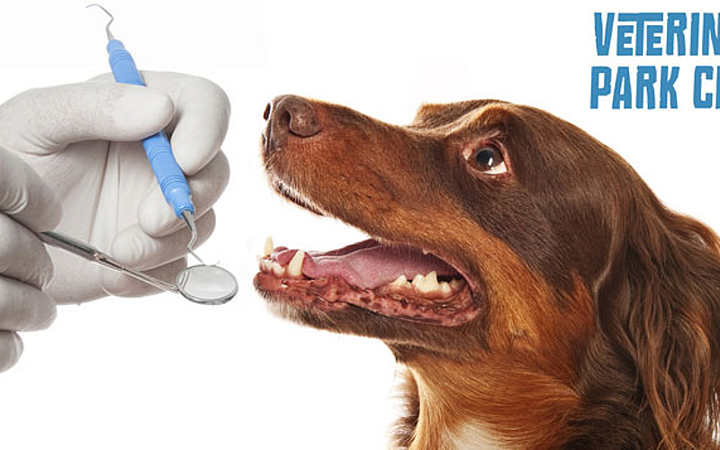 Vet Clinic Low Cost Dog Dental Care Near Me Low Income Dog Dental