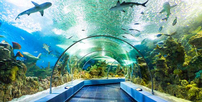 Fakieh Aquarium Tickets For SAR 59 Only! | Cobone Offers