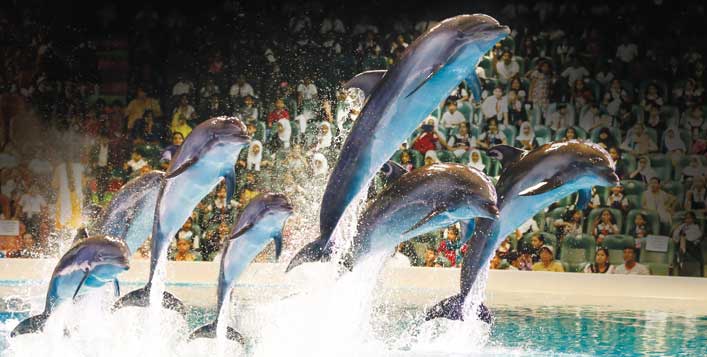 Dolphin and Seal Shows for adults & kids