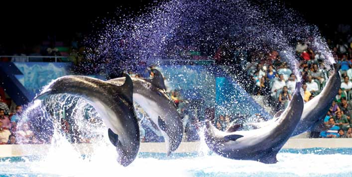 Dolphin and Seal Shows for adults & kids