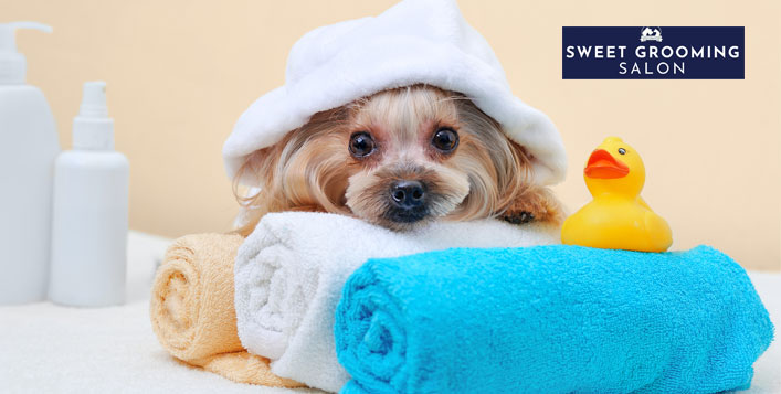 Over 50 Discount On Pet Grooming Sweet Grooming Pet Salon Abu Dhabi Cobone Offers