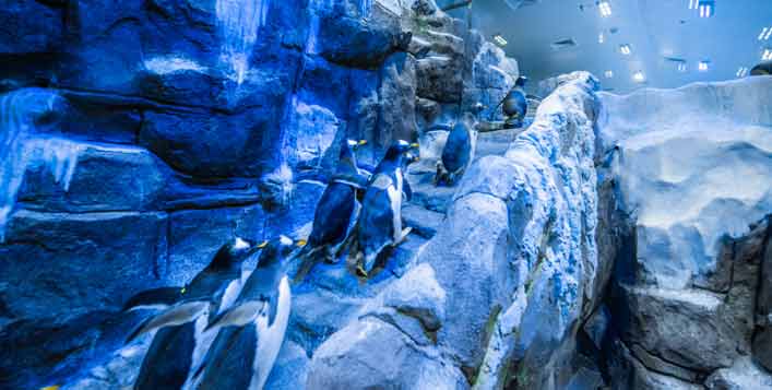 Aquarium tunnel, Penguin Cove, and more!