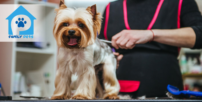 Full Grooming For Your Cat or Dog From AED 89 Family Pets