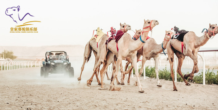 Royal Camel Racing Club Deals And Offers Starting From Aed 50 Cobone