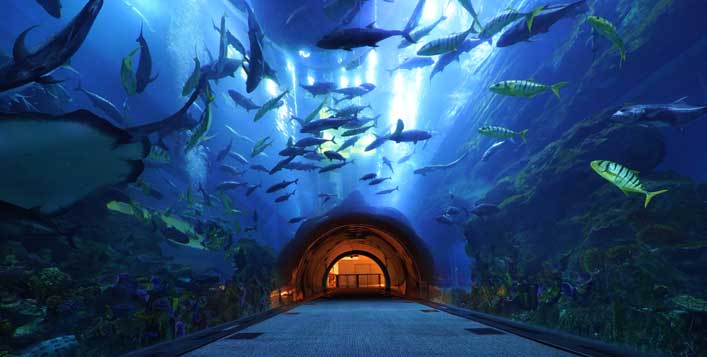 Aquarium tunnel, Penguin Cove, and more!