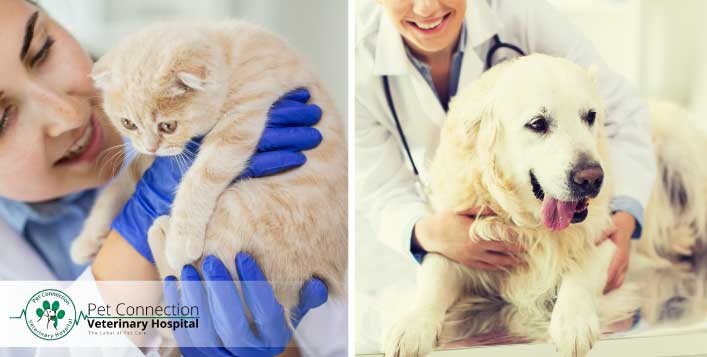 Pet Connection Veterinary Clinic, Al Barsha