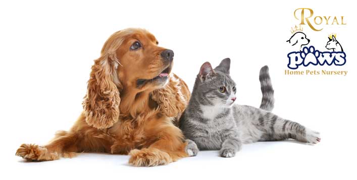 Pet Daycare and Boarding at Royal Paws Cobone Offers