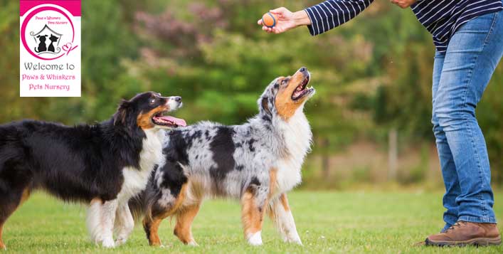 Obedience or toilet training for dogs