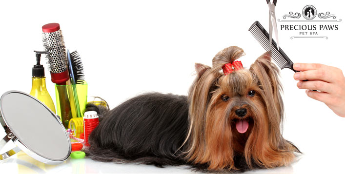 Pet Grooming Package from Precious Paws Spa Cobone Offers