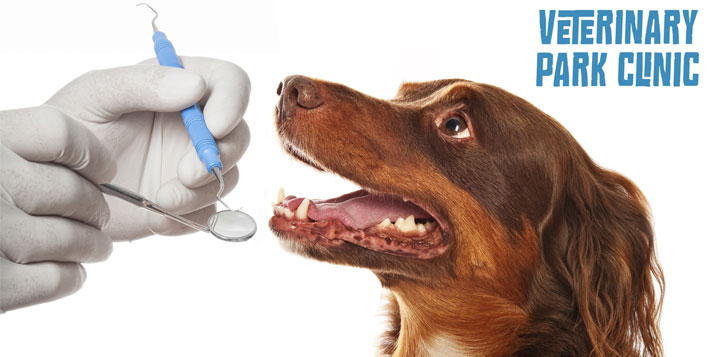 Prevent your pet from getting dental diseases