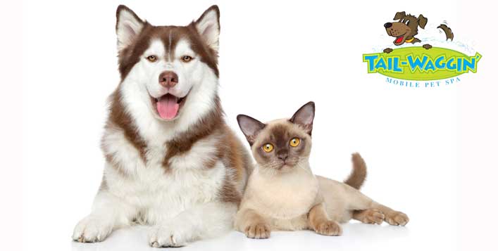 Up to 1-Month Daycare for cats & dogs