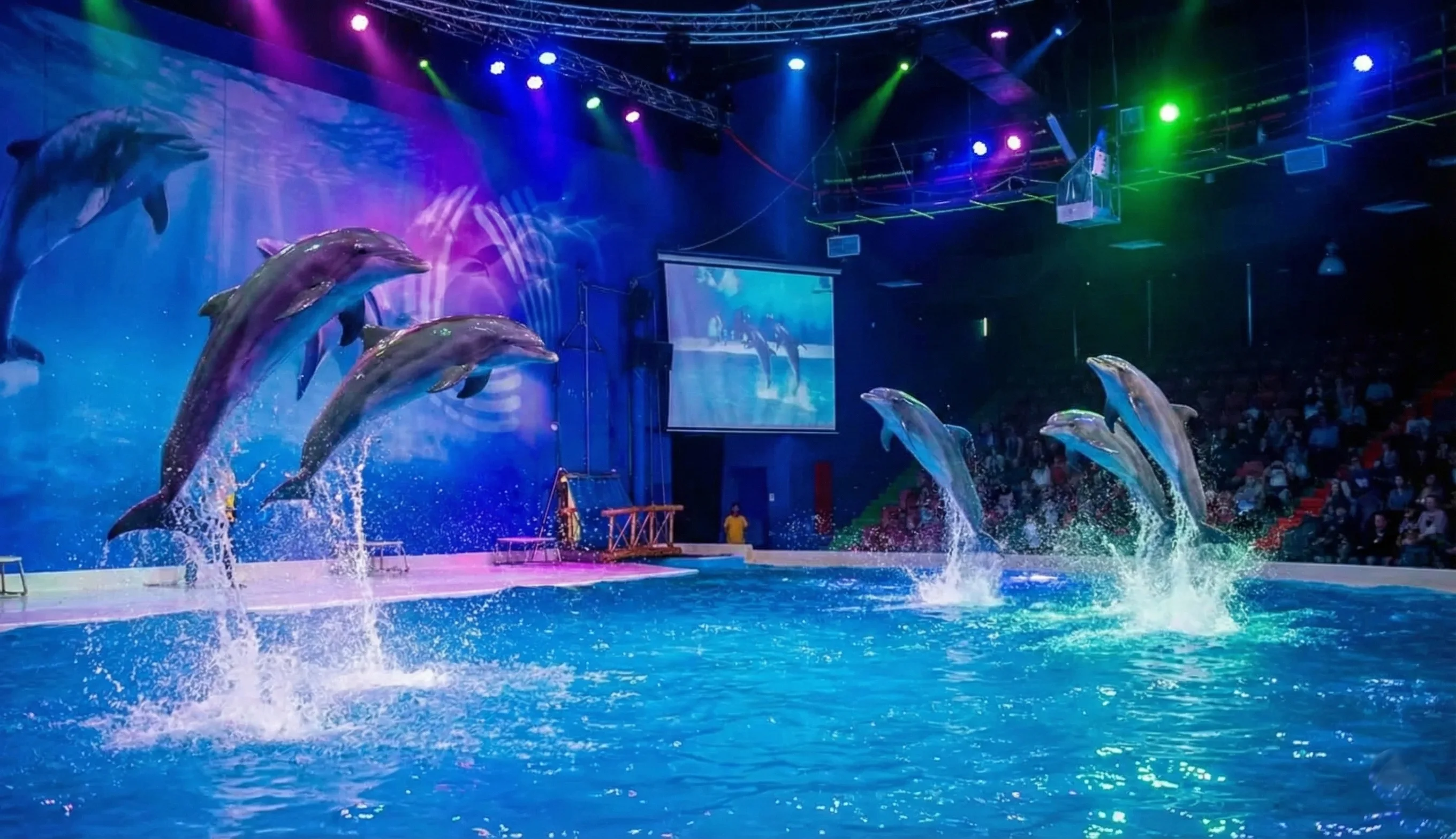 Dolphin Show Ticket Deal